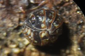 Attēlu rezultāti vaicājumam “Armadillidium pulchellum”