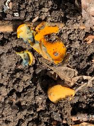 Attēlu rezultāti vaicājumam “Lycogala roseosporum sessile”