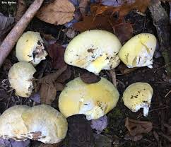 Attēlu rezultāti vaicājumam “Panellus serotinus”