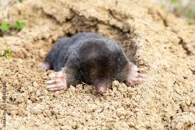 Attēlu rezultāti vaicājumam “Talpa europaea”