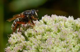 Attēlu rezultāti vaicājumam “Sericomyia lappona”