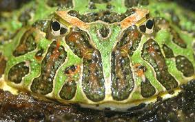 Image result for Ceratophrys ornata