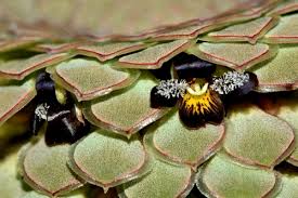 Attēlu rezultāti vaicājumam “Populus x jackii flower”