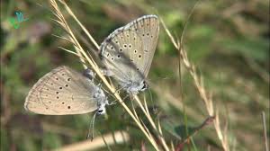 Attēlu rezultāti vaicājumam “Maculinea teleius”