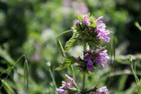 Attēlu rezultāti vaicājumam “Ajuga genevensis flower”