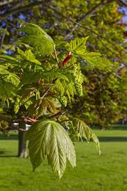 Attēlu rezultāti vaicājumam “Acer pseudoplatanus”