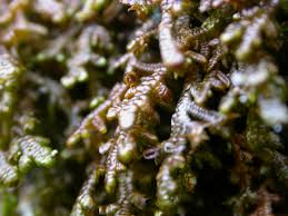 Attēlu rezultāti vaicājumam “Frullania tamarisci”