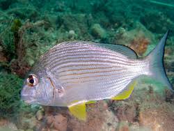 Image result for Rhabdosargus holubi