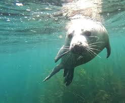 Image result for Wyndley Seals Snorkelling Club