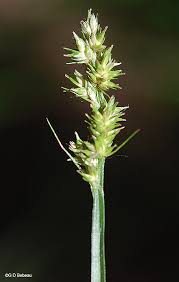 Attēlu rezultāti vaicājumam “Carex spicata”