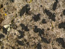 Attēlu rezultāti vaicājumam “Alyxoria varia”