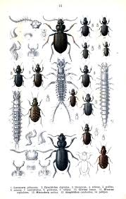 Attēlu rezultāti vaicājumam “Asaphidion pallipes”