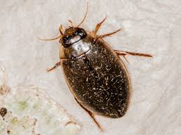 Attēlu rezultāti vaicājumam “Rhantus frontalis”