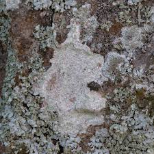 Attēlu rezultāti vaicājumam “Pertusaria coccodes”