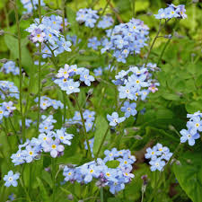 Image result for Vergissmeinnicht