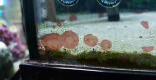 Attēlu rezultāti vaicājumam “Hildenbrandia rivularis”