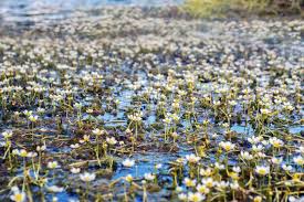 Attēlu rezultāti vaicājumam “Batrachium”