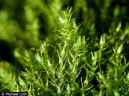 Attēlu rezultāti vaicājumam “Amblystegium serpens macro”