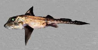 Image result for Hydrolagus colliei