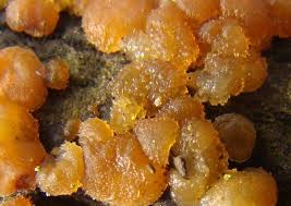 Attēlu rezultāti vaicājumam “Exidia cartilaginea”