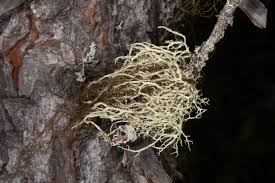 Attēlu rezultāti vaicājumam “Evernia mesomorpha”