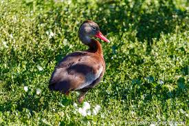 Attēlu rezultāti vaicājumam “Anseriformes”