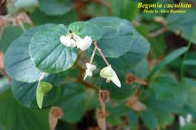 Image result for Begonia cucullata var. Hookeri