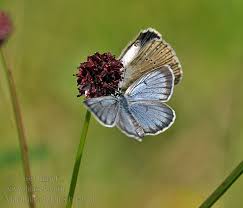 Attēlu rezultāti vaicājumam “Maculinea teleius underside”