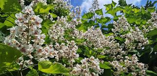 Attēlu rezultāti vaicājumam “Catalpa ovata”