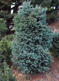 Attēlu rezultāti vaicājumam “Pseudotsuga menziesii var. glauca”