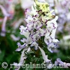 Attēlu rezultāti vaicājumam “Corydalis solida”