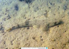 Image result for Platycephalus speculator