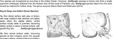 Image result for Amblyraja hyperborea