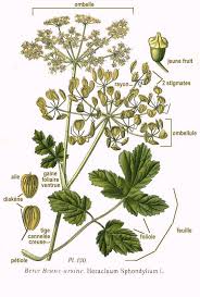 Image result for Heracleum sphondylium
