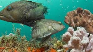 Image result for Centropristis striata