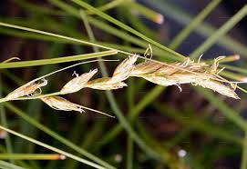 Attēlu rezultāti vaicājumam “Carex arenaria”