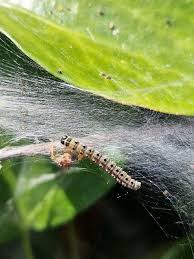Attēlu rezultāti vaicājumam “Yponomeuta evonymella imago”
