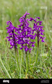 Attēlu rezultāti vaicājumam “Orchis morio”