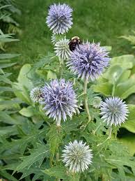 Attēlu rezultāti vaicājumam “Echinops sphaerocephalus leaf”