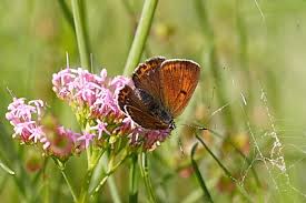 Attēlu rezultāti vaicājumam “Lycaena hippothoe underside”