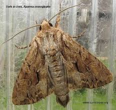 Attēlu rezultāti vaicājumam “Apamea monoglypha”