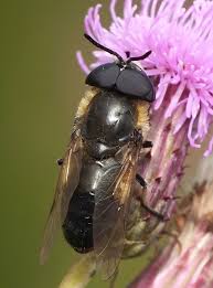 Attēlu rezultāti vaicājumam “Heptatoma pellucens”