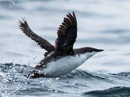 Image result for Brachyramphus perdix