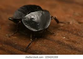 Attēlu rezultāti vaicājumam “Phosphuga atrata”