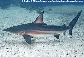 Image result for Carcharhinus