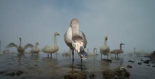 Attēlu rezultāti vaicājumam “Cygnus cygnus juvenile”
