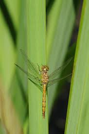 Attēlu rezultāti vaicājumam “Sympetrum sanguineum female”