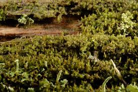 Attēlu rezultāti vaicājumam “Anastrophyllum hellerianum”