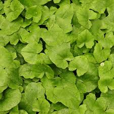 Attēlu rezultāti vaicājumam “Ficaria verna leaf”