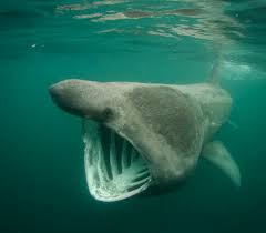 Image result for Cetorhinus maximus